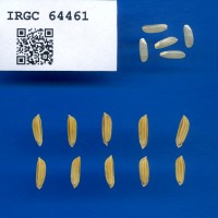 IRGC 64461 Seed Photo