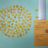 CIMMYTMA 21901.jpg