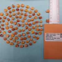 CIMMYTMA 14129 - Reference Inventory.jpg