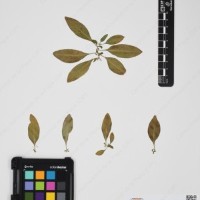 CIP 760538_HAM 206_01.jpg