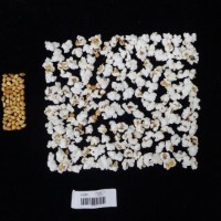 Popped and not popped comparison labeled.jpg