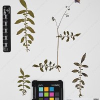 CIP 762915_SSTH 7397_15.jpg