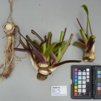 CIP 204010 (root).JPG