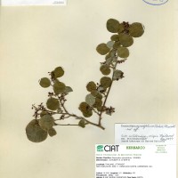 33065 herbarium