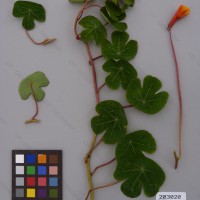 CIP 203020 Herbarium