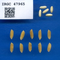IRGC 47965 Seed Photo