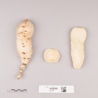 CIP 400058 (root).jpg