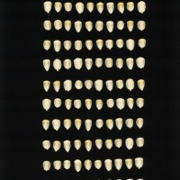 CIMMYTMA 27524 GUAT 1016 PV22A-1903-243 K1840 _compress.jpg