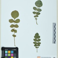 219171_HAM 1 CIP 760483.JPG