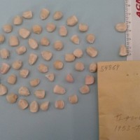 CIMMYTMA 5486 - Reference Inventory.jpg