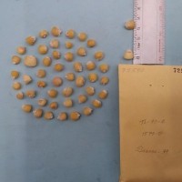 CIMMYTMA 7259 - Reference inventory.jpg