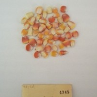 CIMMYTMA 4345 - Reference Inventory.jpg