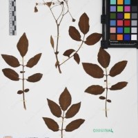 CIP 761396_OCH 12017_01.jpg