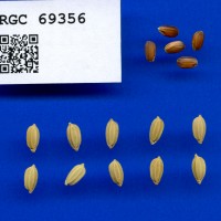 IRGC 69356 Seed Photo