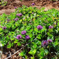 Trifolium mattorolianum 9997 flower (2).JPG