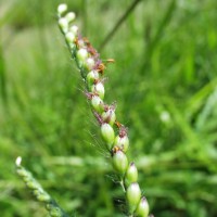 Urochloa brizantha 13386 (flower1).JPG