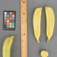 6.7.5 - Transverse section of fruit