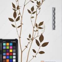 CIP 761396_OCH 12017_05.jpg