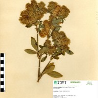 2737 herbarium