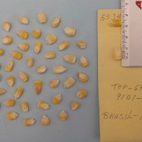 CIMMYTMA 5534 - Reference Inventory.jpg