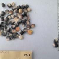 CIMMYTMA 1747 - Reference Inventory.jpg