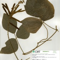 20756 herbarium