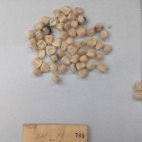 CIMMYTMA 785 - Reference Inventory.jpg