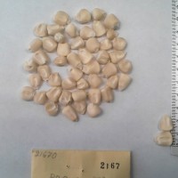 CIMMYTMA 2167 - Reference Inventory.jpg