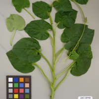 CIP 201098 Herbarium