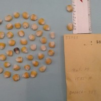 CIMMYTMA 5896 - Reference Inventory.jpg