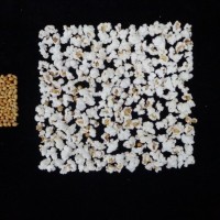 Popped and not popped comparison.jpg