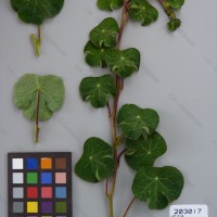 CIP 203017 Herbarium