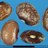 G25771 seed.jpg