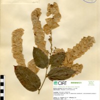 21103 herbarium