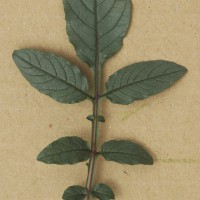 CIP 762935 Leaf