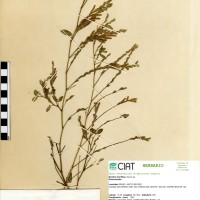 9610 herbarium