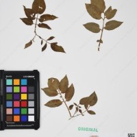 CIP 762335_OCHS 15599_03.jpg