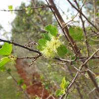 Flueggea virosa 16903 flower (2).JPG