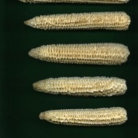 CIMMYTMA 7470 BRAZ 1127 AF18A-0903-71 C.jpg