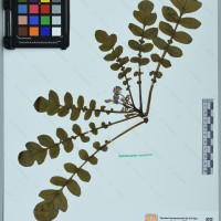 CIP 761139 herbarium