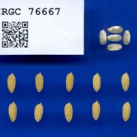 IRGC76667.jpg