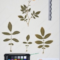 CIP 760016_OCH S47_07.jpg