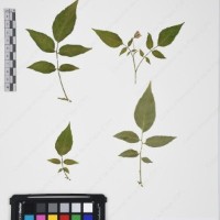 CIP 760468_HHA 6656a_04.jpg