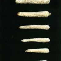 CIMMYTMA 2232 MEXI 3 TC24U-2903-69 C.jpg