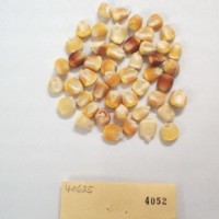 CIMMYTMA 4052 - Reference Inventory.jpg