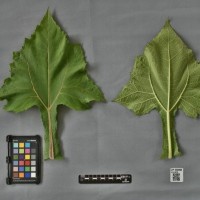 CIP 205006 (leaf).jpg