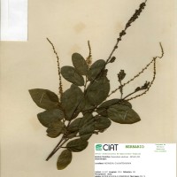 23320 herbarium