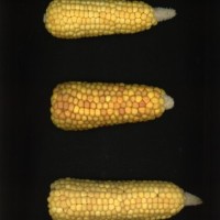 CIMMYTMA 6268 BOLI 1063 AF17A-0903-96 E1.jpg