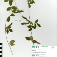 8606 herbarium