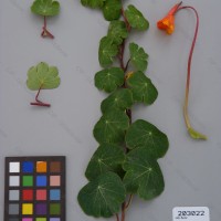 CIP 203022 Herbarium